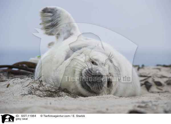 Kegelrobbe / grey seal / SST-11964