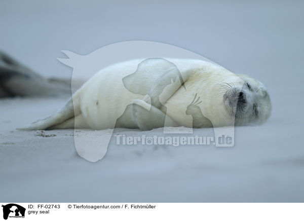 grey seal / FF-02743