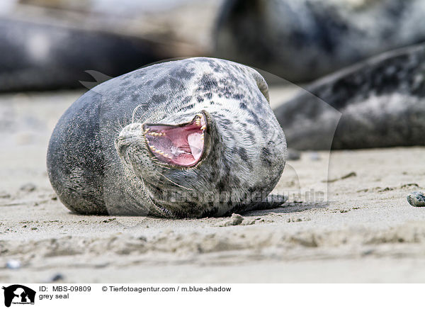 grey seal / MBS-09809