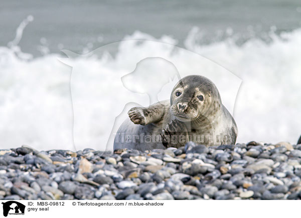 grey seal / MBS-09812