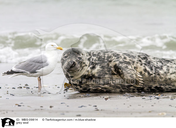 Kegelrobbe / grey seal / MBS-09814