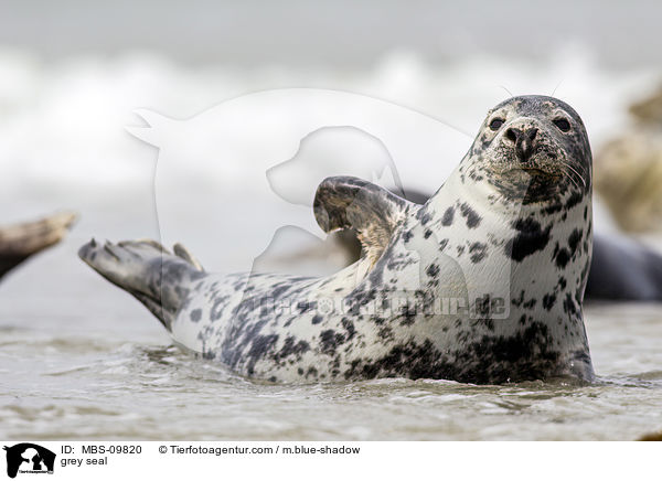 Kegelrobbe / grey seal / MBS-09820