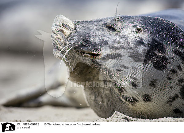 Kegelrobbe / grey seal / MBS-09828