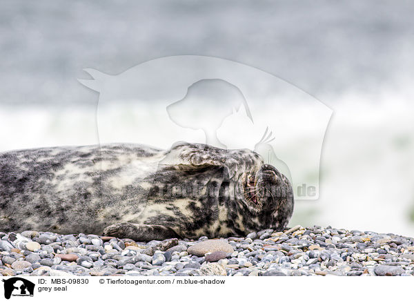 grey seal / MBS-09830