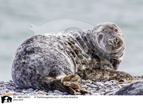 grey seal / MBS-09831