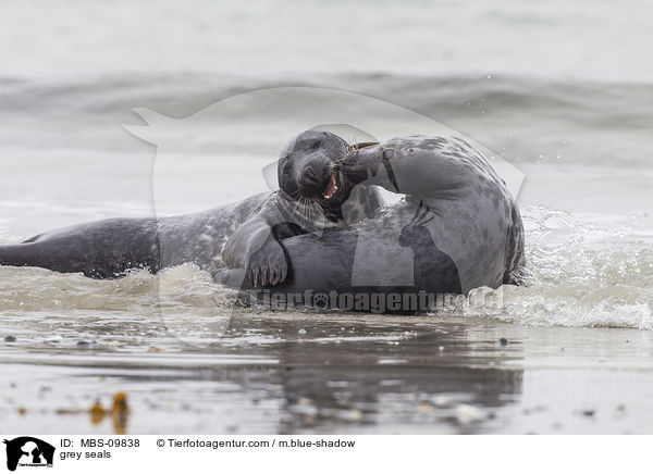 grey seals / MBS-09838