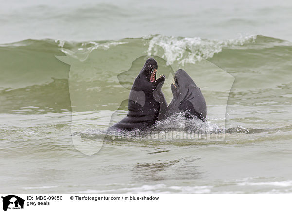 Kegelrobben / grey seals / MBS-09850