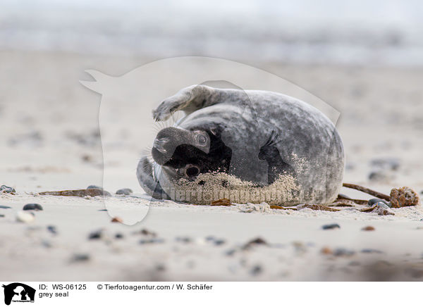 Kegelrobbe / grey seal / WS-06125