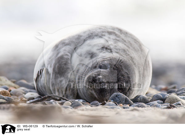 Kegelrobbe / grey seal / WS-06129