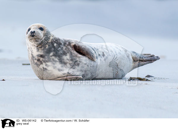 grey seal / WS-06142