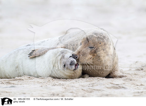 Kegelrobben / grey seals / WS-06155