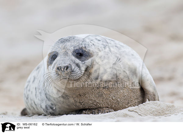 Kegelrobbe / grey seal / WS-06162