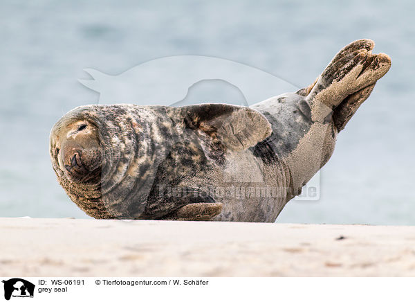 grey seal / WS-06191