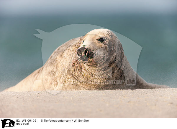 grey seal / WS-06195