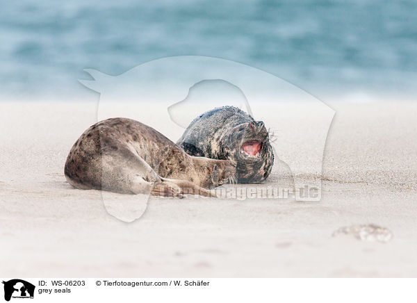 Kegelrobben / grey seals / WS-06203