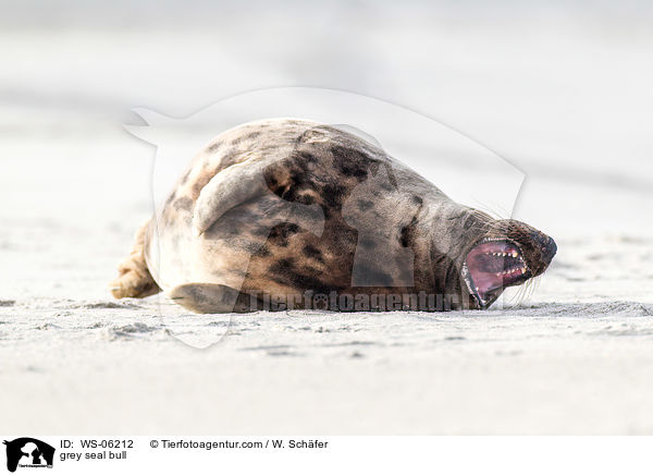 Robbenbulle / grey seal bull / WS-06212