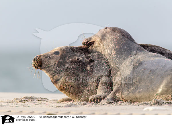 grey seal bulls / WS-06239