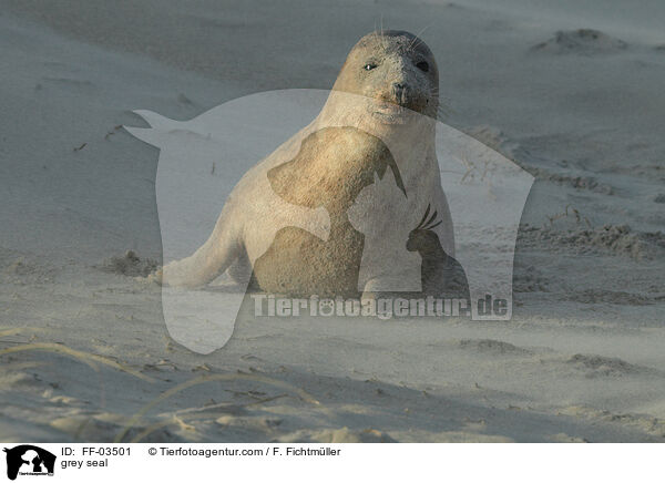 Kegelrobbe / grey seal / FF-03501