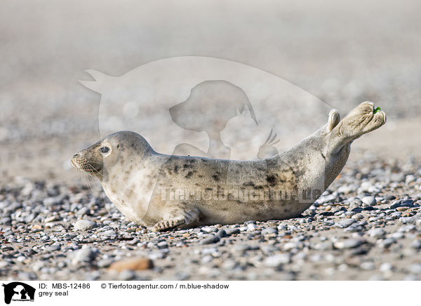 Kegelrobbe / grey seal / MBS-12486