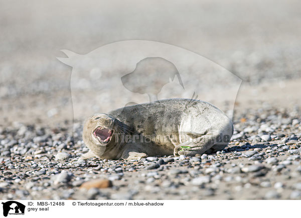 Kegelrobbe / grey seal / MBS-12488