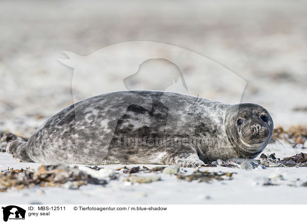 Kegelrobbe / grey seal / MBS-12511