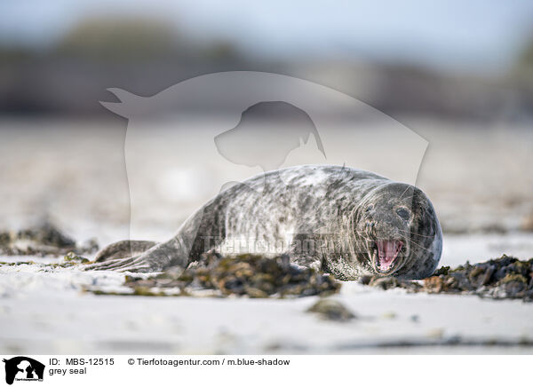 grey seal / MBS-12515