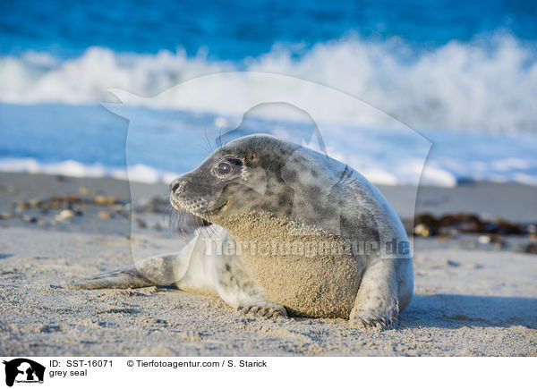 Kegelrobbe / grey seal / SST-16071