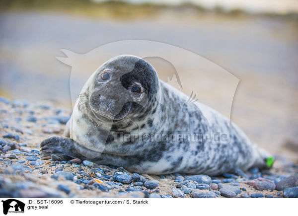 Kegelrobbe / grey seal / SST-16096