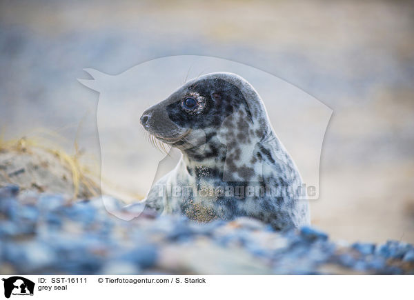 grey seal / SST-16111