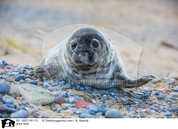 Kegelrobbe / grey seal / SST-16113