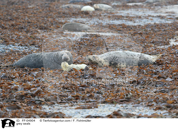 grey seals / FF-04904