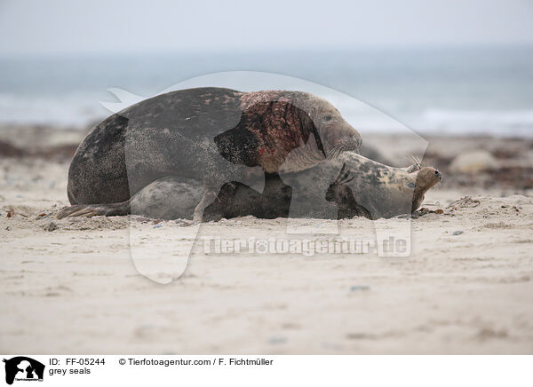 Kegelrobben / grey seals / FF-05244