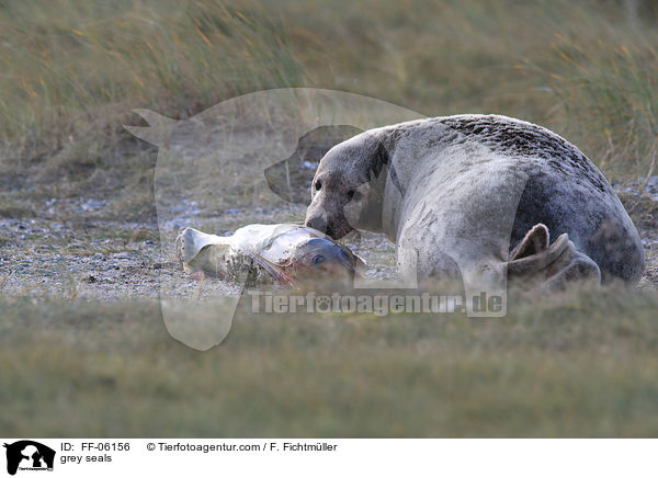 Kegelrobben / grey seals / FF-06156