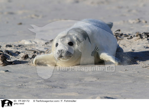 Kegelrobbe / grey seal / FF-06172