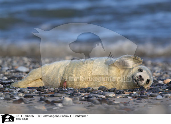 Kegelrobbe / grey seal / FF-06185