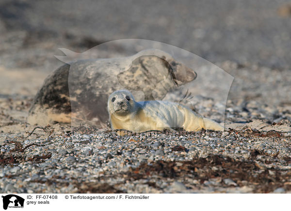 Kegelrobben / grey seals / FF-07408