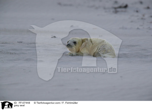 grey seal / FF-07448