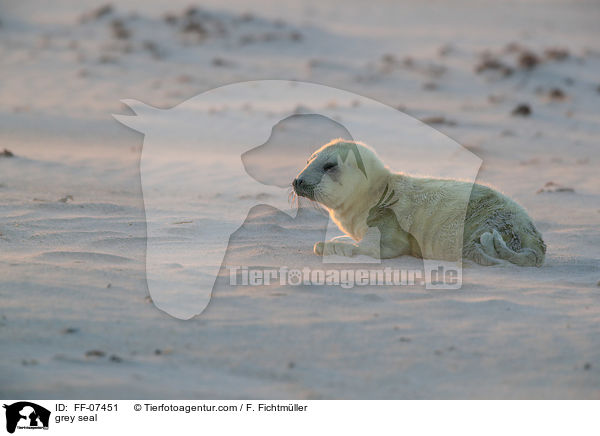 Kegelrobbe / grey seal / FF-07451