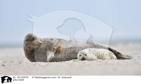 grey seals / DV-03575