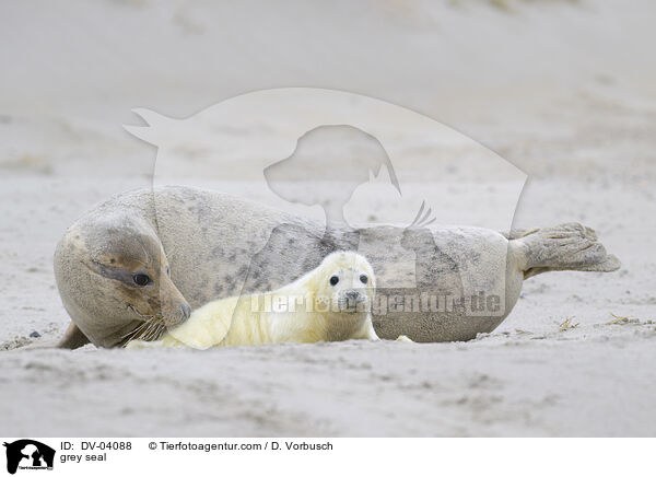 Kegelrobbe / grey seal / DV-04088