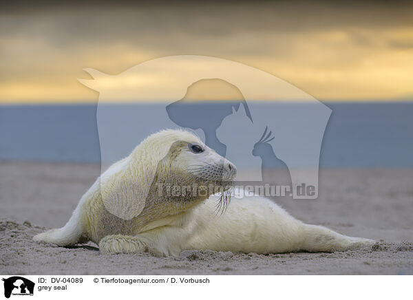 Kegelrobbe / grey seal / DV-04089