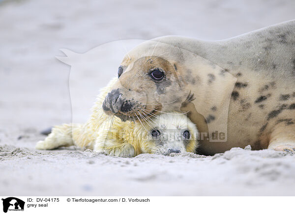 Kegelrobbe / grey seal / DV-04175