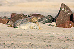 grey seals