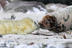 grey seals