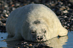 grey seal