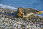 grey seal