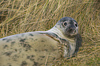 grey seal