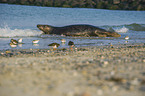 grey seal