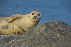 grey seal