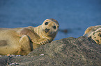 grey seal